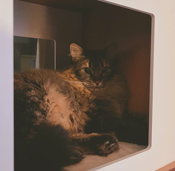 Atena is the middle daughter cat of vfsimao ux designer