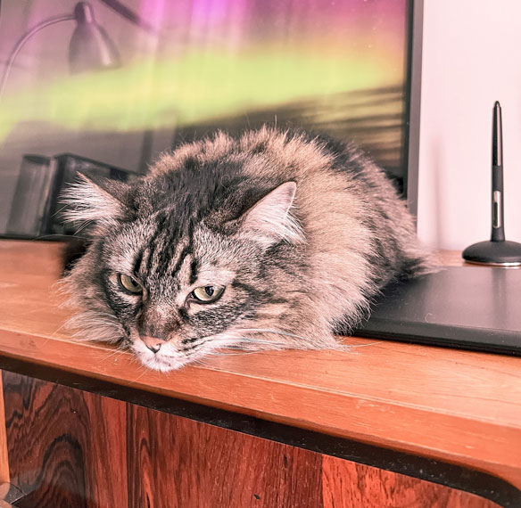Atena is the middle daughter cat of vfsimao ux designer
