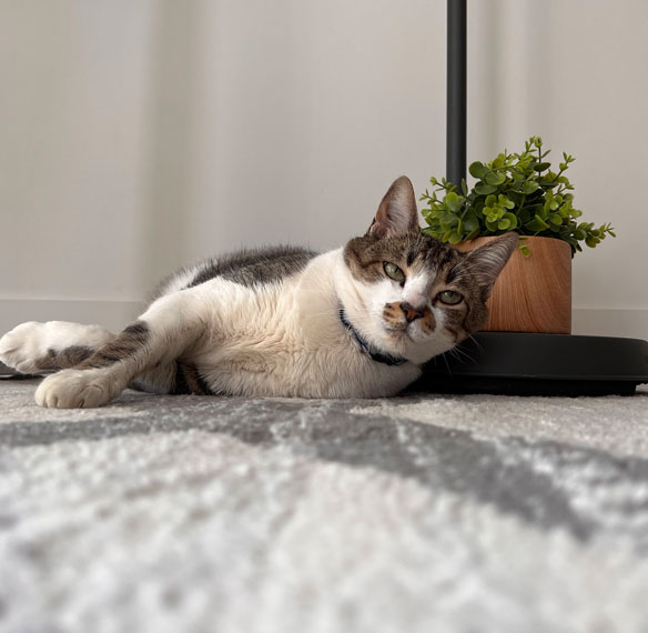 Calvin is the younger cat of vfsimao ux designer