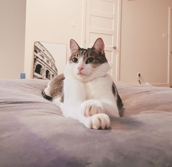 Oliver is the older cat of vfsimao ux designer