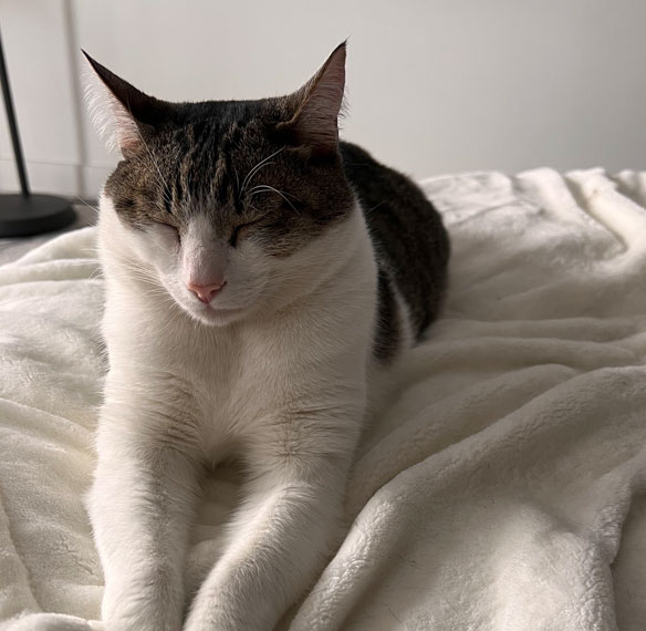 Oliver is the older cat of vfsimao ux designer